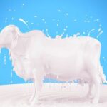 பால் என்பது அலர்ஜியா அல்லது அமிர்தமா..?