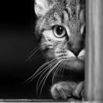 பூனை குறுக்கே போனால் என்னாகும்?