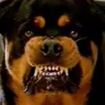 எகிறும் வெறி நாய்க் கடிக்கு தீர்வு…