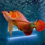 வாஸ்து மீன், சிரிக்கும் புத்தர் பணம்…