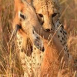 இயற்கைக்கு ஏன் இத்தனை குரூரம்?