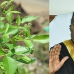 டெங்குக்கு நிலவேம்பு கஷாயம், பப்பாளி இலைச்சாறு