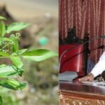 கொசுவை விரட்டுவதற்கு நொச்சி செடி