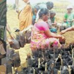 வீட்டுக்கு இரண்டு நொச்சி கன்றுகள்