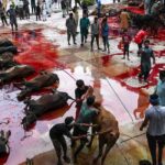 மிருகத்தைப் பலி கொடுத்தால் அல்லா சொர்க்கம்…