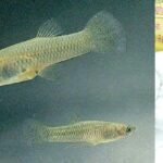 கொசு ஒழிப்பதற்கு கம்பூசியா மீன்கள்