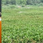 கொசு ஒழிப்பதற்கு ஆகாயத் தாமரை அழிப்பு