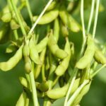 ஆண்களுக்கு வேண்டாம் சோயா..?