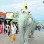 யானைக்கு கொலை செய்யத் தெரியாது..!