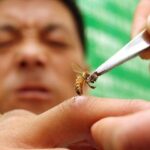 தேனீ கடி வைத்தியம் செய்யலாமா..?