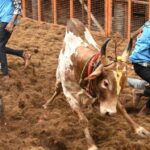 ஜல்லிக்கட்டு தமிழரின் பெருமையல்ல, அவலம்.