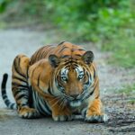 புலி வேட்டைத் தத்துவம் – பார்வையில்…