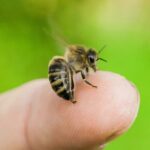 தேனீ கொட்டினால் இதய நோய் வராதாம்…!