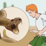 பாம்பு, முட்டை மருத்துவ முட நம்பிக்கை