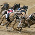 வென்றால் பரிசு… தோற்றால் மரணம்