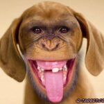 சிரிக்கலைன்னா ஜெயிலுதான்…