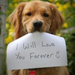 நாய்க்கு சொத்து… பிள்ளைக்கு..?