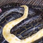 பாம்பு  மசாஜ் செய்ய ஆசையா..?