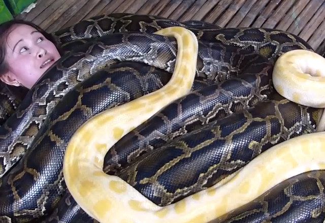 பாம்பு மசாஜ் செய்ய ஆசையா..?